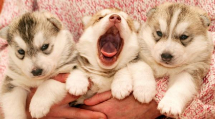 Husky – frumusețe sălbatică, energie fără limite și loialitate pură