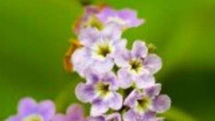 Heliotrop, Arbore de Vanilie. Ghid de cultivare pentru floarea cu parfum deosebit