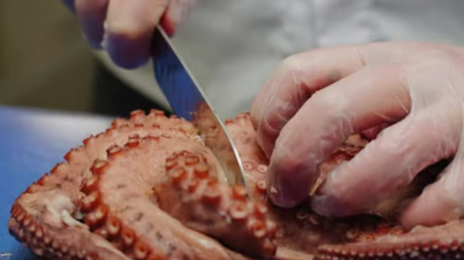 Cea mai năstrușnică idee gastronomică: sarmale cu caracatiță, într-o ediție limitată la Brașov