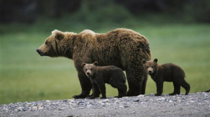 După ce au împușcat ursul greșit, vânătorii din Norvegia caută acum o ursoaică cu doi pui. Toți trei vor fi uciși