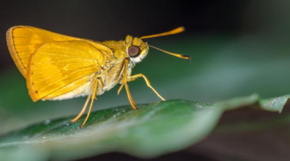 Descoperire surprinzătoare: O specie de molie se folosește de lumina stelelor din galaxie ca să călătorească