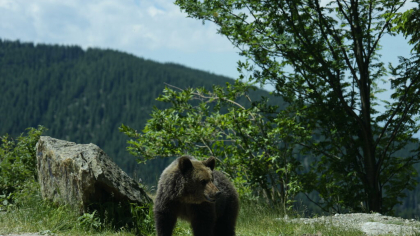 Ursul de la Mogoș, Alba, a fost îndepărtat de jandarmii montani