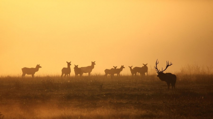 Animalul misterios care revine după 3.000 de ani într-o țară din Europa: „Este una dintre speciile noastre pierdute”