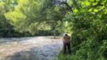 Salinitatea din Târnava Mare ucide vietățile. Decizia luată de Garda de Mediu în legătură cu peștii din râu