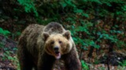 Un urs „de cartier” a fost tranchilizat și dus adânc în pădure, la Sighișoara. Primarul e nemulțumit