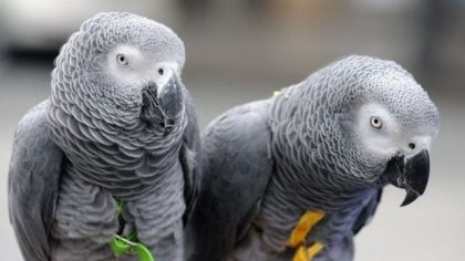 Cinci papagali donați la zoo s-au „înhăitat” și au început să îi înjure pe vizitatori și să râdă de ei