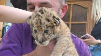 Animal hibrid extrem de rar, crescut fără autorizații în Suceava