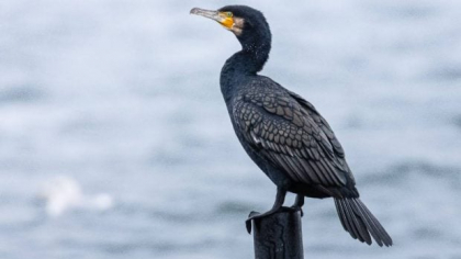 Cormoranii piscivori sunt din nou în pericol, miniștrii UE le-au pus gând rău. Ce spun ecologiștii
