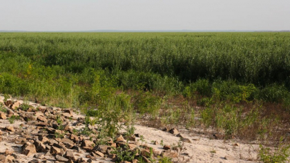 În Ucraina, în zona unde rușii au distrus barajul Kahovka, ar putea deveni unul dintre cele mai mari ecosisteme de apă dulce din Europa, comparabil ca importanță cu Delta Dunării