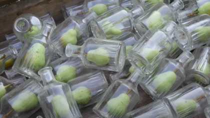 Cum ajunge un fruct întreg într-o sticlă? Secretul metodei franțuzești (VIDEO)