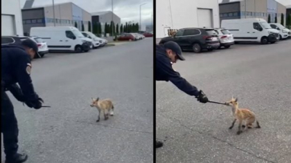 Jandarmii au alergat o vulpe prietenoasă prin Parcul Industrial Prejmer, în Brașov