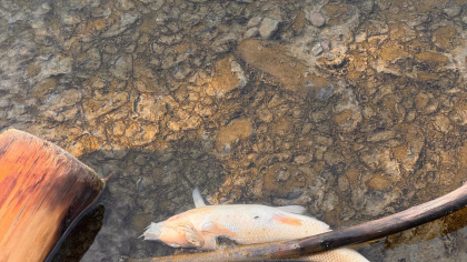 Contaminarea râului Târnava Mică. Ajutor urgent pentru populație
