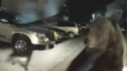 Imagini terifiante în Predeal. O ursoaică s-a repezit asupra unei mașini care tocmai voia să intre în parcare