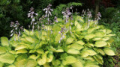 Crini de toamnă - cum să îi cultivi și să te bucuri de flori spectaculoase