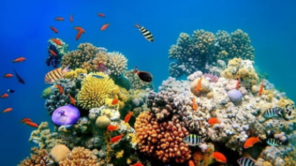 Marea Roșie a experimentat „unul dintre cele mai extreme evenimente ecologice de pe Pământ”