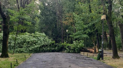 Copaci căzuţi şi elemente desprinse în Bucureşti şi Ilfov în urma furtunii
