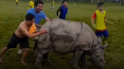Surpriză maximă la un meci de fotbal: un rinocer a intrat pe teren și nu a mai putut fi scos afară
