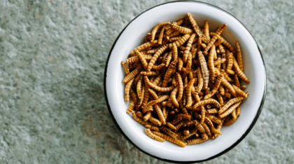 16 specii de insecte au fost aprobate pentru consum în Singapore