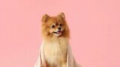 Pomeranian - ce trebuie să știi despre această rasă de câini dacă vrei să crești un exemplar