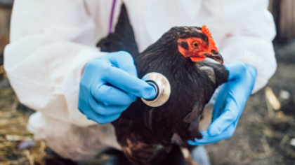 China blochează importurile de carne de pui din Brazilia, după confirmarea primului focar de gripă aviară la o fermă