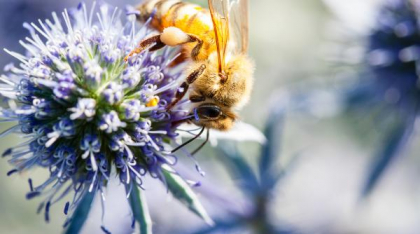 Francezii cer interzicerea unui pesticid „ucigaș de albine”. Petiția a strâns un număr record de semnături: peste un milion