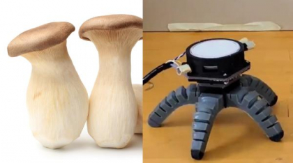 O ciupercă a învățat să se târască după ce a primit un corp de robot. „Trompeta regală” pare că dansează pe noile picioare
