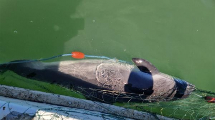 Un delfin și opt sturioni prinşi în plasele braconierilor, eliberaţi în mediul natural