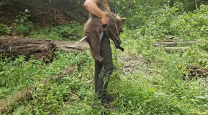 Unul dintre ursuleții orfani de pe Transfăgărășan a fost găsit: „E în siguranță”. Continuă căutările pentru a salva și ceilalți 2 pui