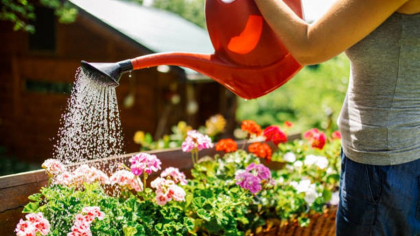 Cu ce trebuie să uzi florile pentru a exploda de flori. Nu este vorba de apă