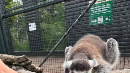 Cel mai bătrân lemur din lume a împlinit 39 de ani!