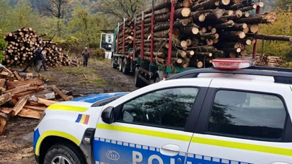 A început „vânătoarea” mafiei lemnului, la Iași. Polițiștii, împreună cu reprezentanți ai Gărzii Forestiere Suceava, sunt în mai multe zone din județ