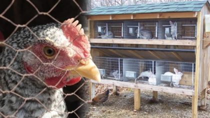 UE vrea să interzică creșterea animalelor în cuști. Fermierii, invitați la consultări până pe 16 iulie