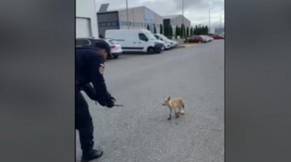 O vulpe speriată și dezorientată a fost salvată de jandarmii din Brașov