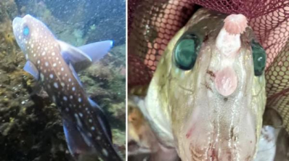 Descoperirea bizară a cercetătorilor marini. Rechinii-fantomă își dezvoltă "dinți" pe frunte pentru împerechere