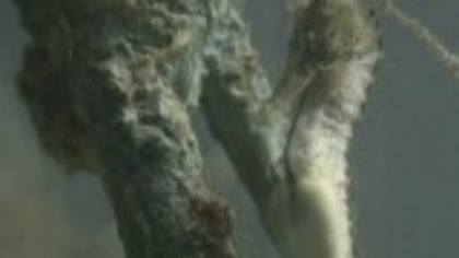 Căluții de mare, crabii și creveții revin în Marea Neagră. Câmpia subacvatică plantată acum 4 ani începe să dea roade