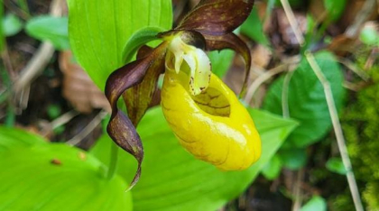 O orhidee sălbatică a apărut într-o pădure din Parcul Natural Munții Maramureșului