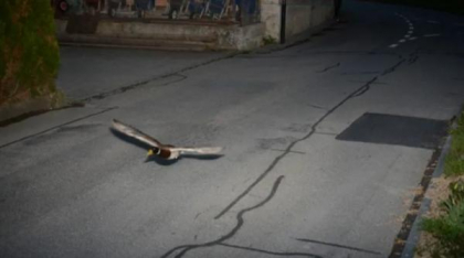 O rață a fost prinsă de radar cu o viteză uimitoare. Nu e prima dată când dă peste cap aparatele poliției