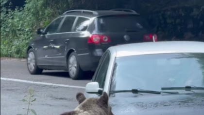 Un șofer s-a prefăcut că lovește un urs de pe Transfăgărășan cu mașina, ca să-l intimideze. Internauții s-au împărțit în două tabere I VIDEO
