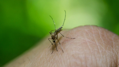 Crește numărul cazurilor de infecție cu virusul West Nile în România. Avertismentul autorităților