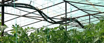 Construcția serelor și solarelor de legume exceptată de la autorizare. Legea este în Parlament