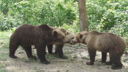 Nu acceptăm ca România să devină un safari al groazei