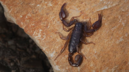 Zona din România, invadată de scorpioni. “Au 2-4 centimetri, sunt veninoși, dar nu sunt periculoși, veninul lor are aceeași putere cam ca veninul unei viespi”