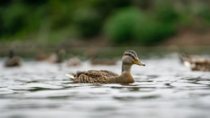 Alertă după ce zeci de rațe sălbatice au fost găsite moarte pe un lac din România. Garda de Mediu ia în calcul o posibilă poluare sau chiar acte de braconaj