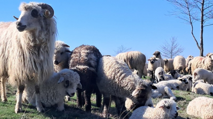 Caz de variolă ovină, confirmat în România. ANSVSA: Boala este foarte contagioasă. Care sunt semnele clinice