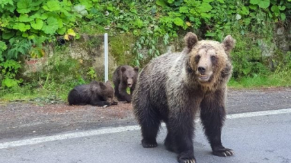 Mesaj Ro-Alert la Sinaia, după ce un urs a fost văzut vineri dimineață plimbându-se pe străzile stațiunii