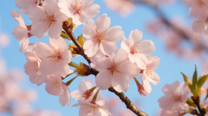 Anomalie climatică: cireșii au înflorit din nou la Arad. S-a dat natura peste cap?