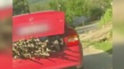 Copil de 10 ani, filmat stând în portbagajul deschis al unei mașini aflate în mers pe DN 10 între Buzău și Brașov