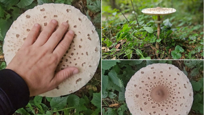 Adevăratele comori ale naturii din Munții Carpați: plante aromatice, fructe de pădure și ciuperci căutate vara
