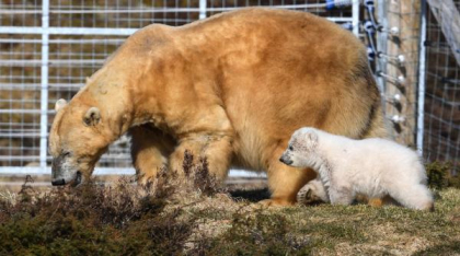 Victoria, cel mai bătrân urs polar din Marea Britanie, a fost eutanasiată la vârsta de 28 de ani