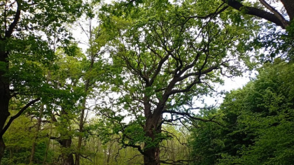 Locul de basm creat de Ștefan cel Mare în nordul Moldovei. Paradisul de pe malurile Prutului, cu arbori vechi de jumătate de mileniu